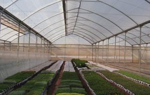 �������� ����� ��� ������� SUNCOVER �� ����������� ����-�� ����������