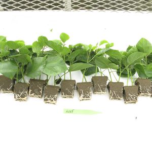 OASIS Grower Solutions : ����������� -