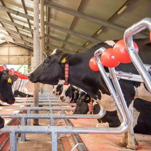 Cowhouse International bv : �������������� -