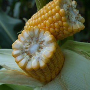 Mas Seeds : ������ � ������ ������� -