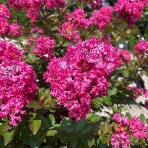 NatureHills : ������ � ������ ������� -