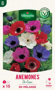 ����� ��������� �������� Arum Zantedeschia Albomaculata ��� ����� ��� ���� ��� �������