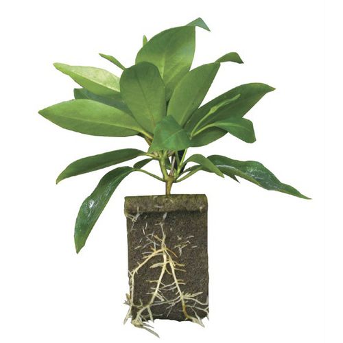 �������� �������� ����� ��� ��������� ������� Rootcubes� Wedge� ������ �����������