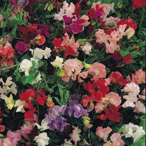 ������ ������ ����� ������ Meadowland ��� ���� ��� ����������� ������� �����